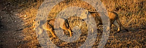 Panorama of lion cubs crossing dirt track