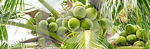 Panorama load cluster of young fruit green coconuts hanging on tree top with lush green foliage branch at tropical garden in Nha