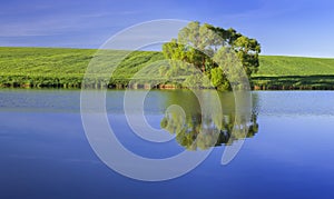 Panorama with lonely tree on the green summer meadow