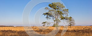 Panorama of a lonely tree on the Noordsche Veld nature area in Drenthe