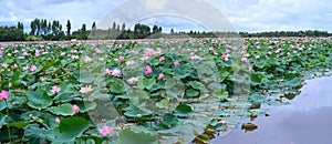 The panorama of lotus ponds in peaceful and quiet countryside.