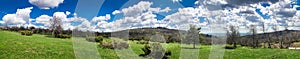 Panorama of the lush green spring meadows and trees