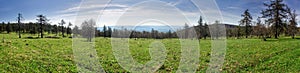 Panorama of the lush green spring meadows and trees