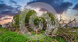 Panorama of Magnificent Giant Willow Tree Split and Broken in a Farmer's Field