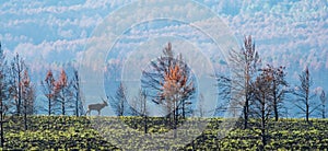 Panorama of male deer bellowing over the hill, long shot