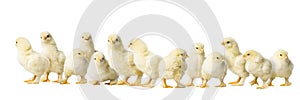 Panorama of many Young fluffy yellow Easter Baby Chickens standing Against White Background