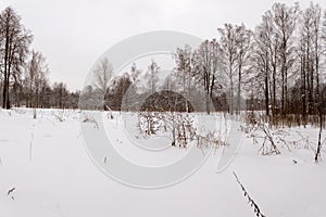 Panorama meadows with snow passes on the edge of the forest.