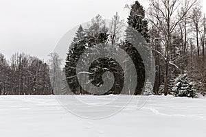 Panorama meadows with snow passes on the edge of the forest.