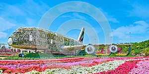 Panorama of Miracle Garden with Emirates A380 plane, Dubai, UAE