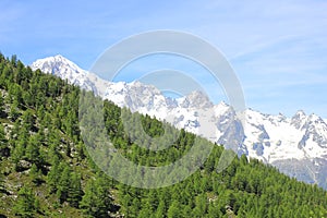 Panorama with Mont Blanc chain and forest