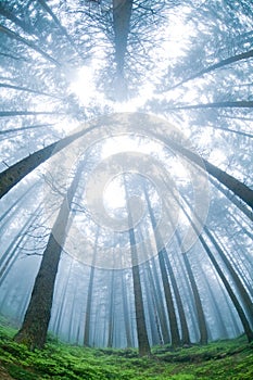 Panorama morning fir tree forest.