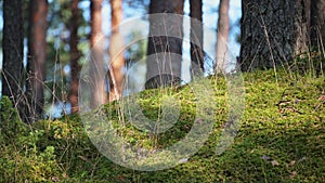 Panorama of moss in the forest with light spots from the rays of the sun. Backlit mounds of moss