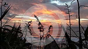 Panorama of Muriwai sunset with flax on foreground.