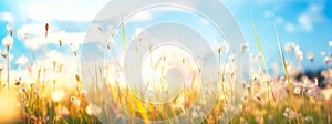 panorama of natural grass and dandelions background at sunset, blurred bokeh