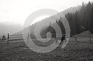 Panorama of natural landscape with horse, meadow and mountains in a foggy morning background. Black and white photography.