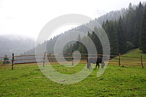 Panorama of natural landscape with horse, meadow and mountains in a foggy morning background. Foggy morning with mountains.