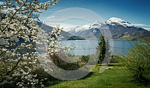 Panorama of Nordfjord in springtime