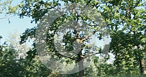 Panorama of the oak grove. Tall oaks with green leaves. Look around, there are no people.