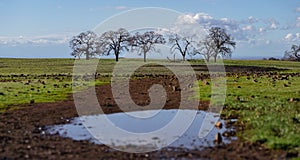 Panorama of oak trees in a open field in winter with a puddle in the foreground