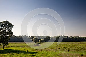 Panorama of the obedska bara wetlandwith a focus on its meadow, a swamp with a plain grass in summer. Obedska bara is a forest and