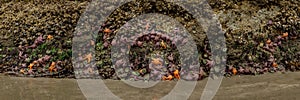 Panorama Of Ochre Sea Stars Clinging To The Base Of A Sea Stack On Meyers Beach