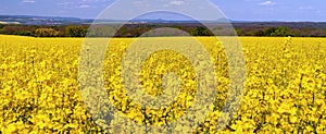 Panorama of Oilseed Rapes