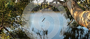 Panorama of an old rope swing tied to a native Australian gum hanging over a quiet river stream near a park reserve in Werribee,