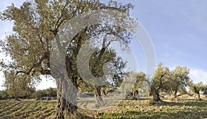 Panorama of the Olives Trees