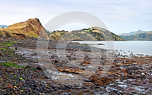 Panorama of Onawe Paninsula, Low Tide, Akaroa Harbour, New Zealand