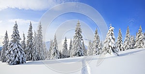 Panorama is opened on mountains, fluffy fir trees covered with white snow, lawn and blue sky with clouds. Winter forest.