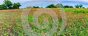 Panorama of Orange Indian Paintbrush Wildflowers in a Texas Field photo