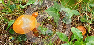 Panorama of orange mushroom suillus clintonianus