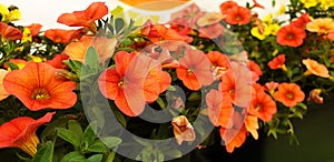 Panorama of orange Petunia flowers photo