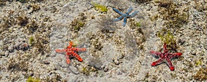 Panorama of orange, red and blue starfish at low tide near the shore in water