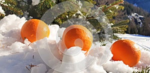 Panorama of oranges on a branch of a Christmas tree