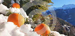 Panorama of oranges on a branch of a Christmas tree