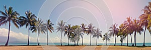 Panorama with palm trees on the beach