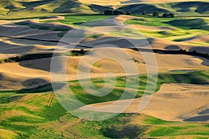 Panorama of Palouse, Washington State