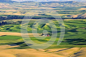 Panorama of Palouse, Washington State