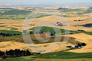 Panorama of Palouse, Washington State