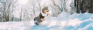 panorama panoramic Funny Young Shetland Sheepdog, Sheltie, Collie Fast Running Outdoor In Snowy Park. Playful Pet In