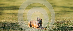 Panorama, Panoramic View Shot Scene Copy Space Malinois Dog Sit Outdoors In Grass. Belgian Sheepdog Are Active