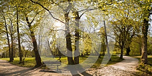 Panorama of a park bench in a park in autumn