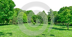 panorama of park and garden with grass on lawn and green trees in spring isolated on white background