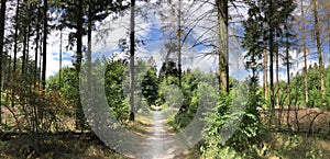 Panorama from a path through the forest