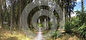 Panorama from a path through the forest