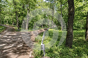 Panorama of a path through a lush green summer forest