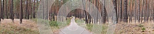 Panorama of a path throught Saxony-Anhalt pinewood forest near Wittenberg