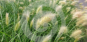 Panorama of a pennisetum bush with white flowers