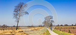 Panorama of people cycling through the heather fields of  the Drents-Friese Wold